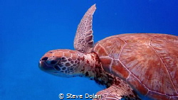 “Friendly” Green Sea Turtle calmly swimming around me. Ta... by Steve Dolan 